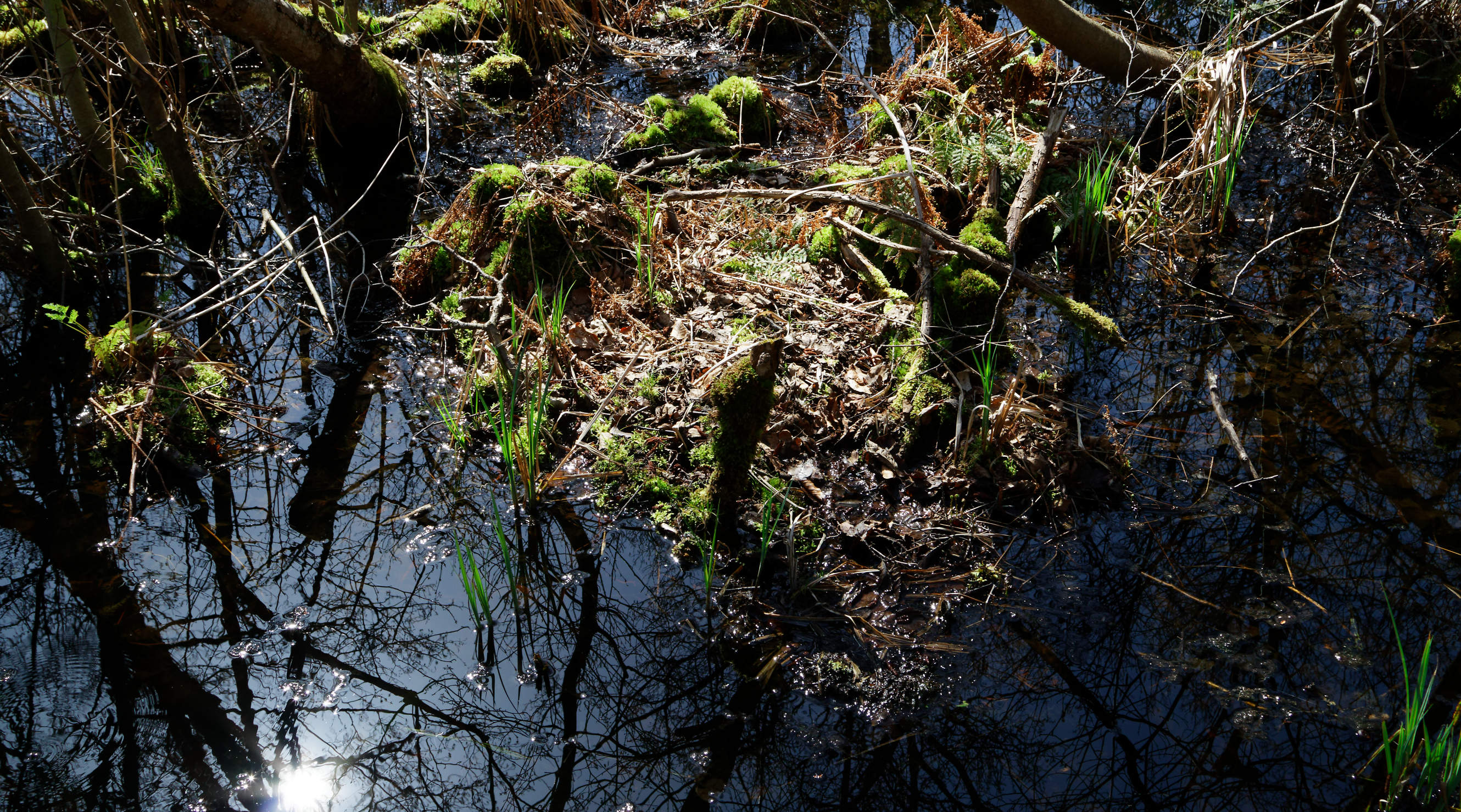 20210420 Lyngby Sø 55